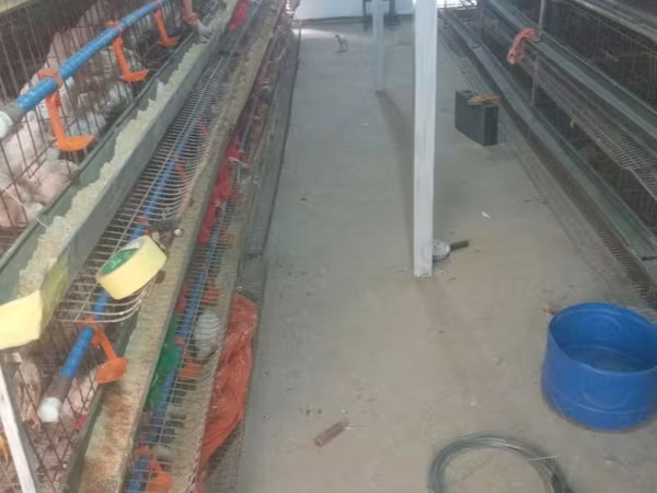 Chickens