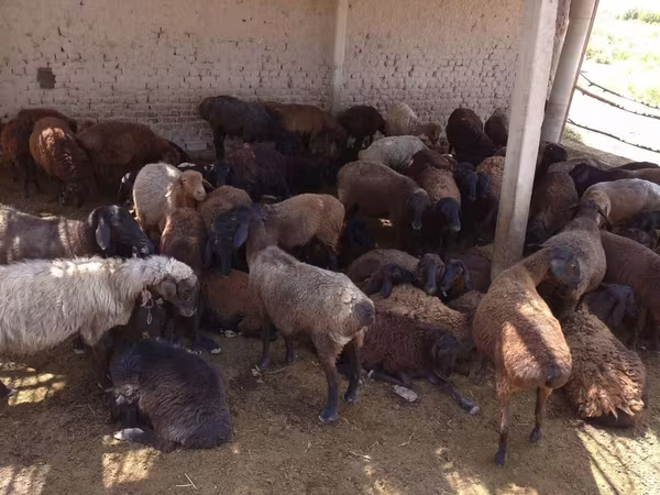 كبش, الأغنام — أوزبكستان
