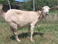 عنزة, Saanen goat — الصورة 4