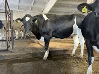 Kuh, Holstein-Rasse — Foto 5