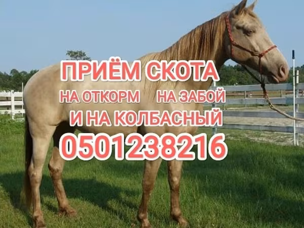 Horse (M), Horses — Kyrgyzstan