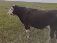 Бұқа, Russian Black pied cattle — 1-сурет