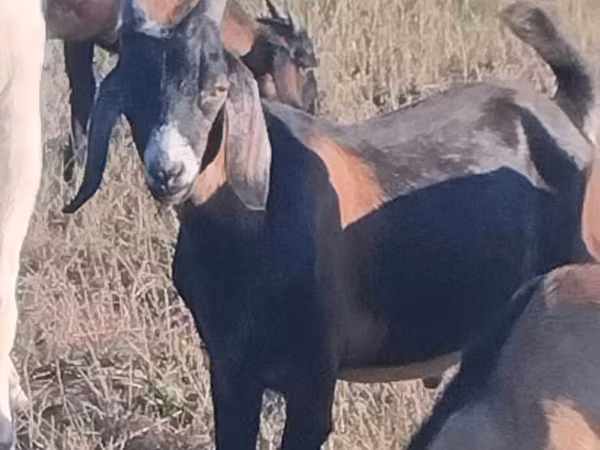 公山羊, Nubian Goat