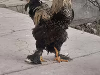 براهما — الصورة 4