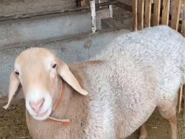Кочкор, Койлор