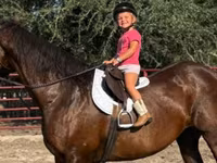 Stute, Quarter Horse — Foto 2