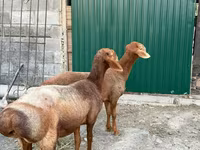 भेड़, भेड़ — फ़ोटो 2