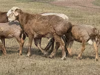 Кочкор, Гиссар койу — сүрөт 6