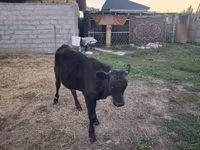 Toro, Raza Alatau — foto 1