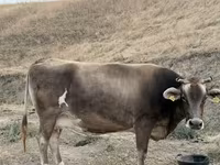 Уй, Украиналык күрөң сүт корозу — сүрөт 4