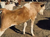 Букачар, Сиырлар — сүрөт 1