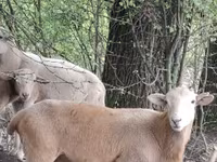 Qoʻchqor, Katum sheep — 1-rasm