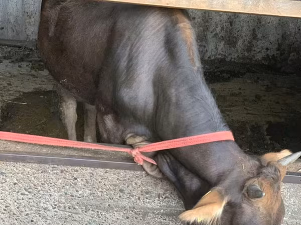 Уй, Сиырлар — Кыргызстан