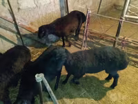 Carnero, Ovejas — foto 6