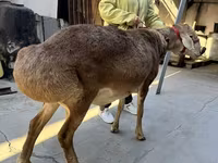 Кочкор, Койлор — сүрөт 3