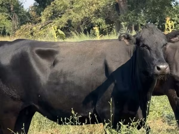 Aberdeen-Angus