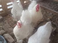 Chickens — 7-rasm
