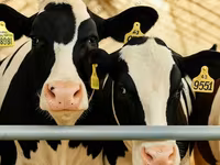 Kuh, Holstein-Rasse — Foto 4
