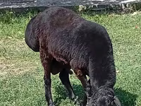 Carnero, Rhon sheep — foto 5