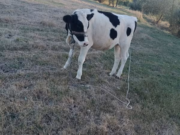 Kuh, Holstein-Rasse