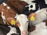 ثور, Simmental cattle — الصورة 2