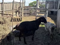 كبش, Hissar sheep — الصورة 2