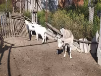 Taka, LaMancha goats — 4-rasm