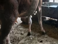 母牛, Alatau breed — 照片 3