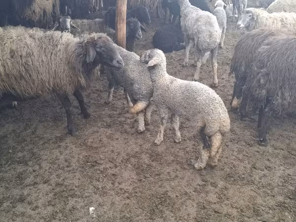 Carnero, Ovejas