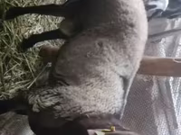 Carnero, Rhon sheep — foto 1