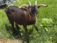 Cabra, Nubian Goat — foto 2