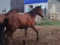 Aygʻir, Horse breed — 5-rasm
