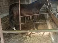 Stute, Friesian sport horse — Foto 6