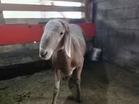 Carnero, Arashan sheep — foto 2