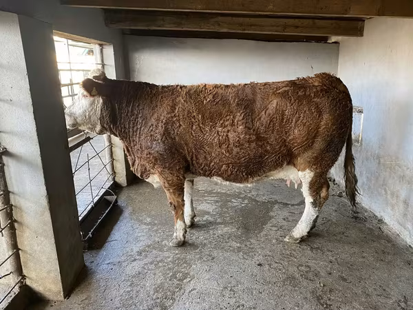 Vaca, Ganado vacuno