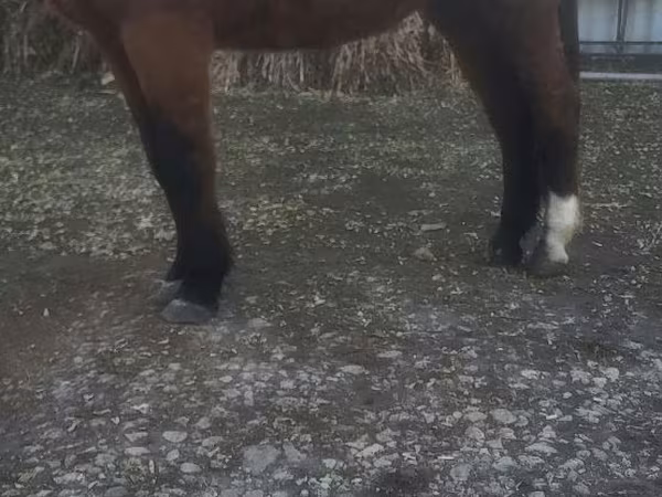 Конь, Лошади