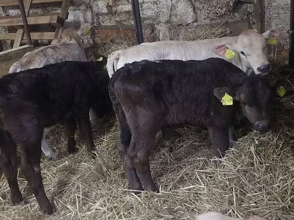 ثور, Simmental cattle