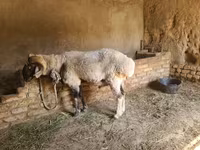 Кочкор, Рён кочкору — сүрөт 5