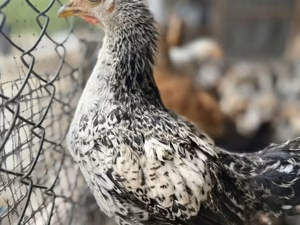 Brahma
