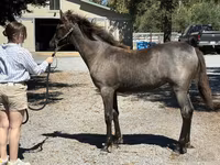 Yegua, Rocky Mountain Horse — foto 3