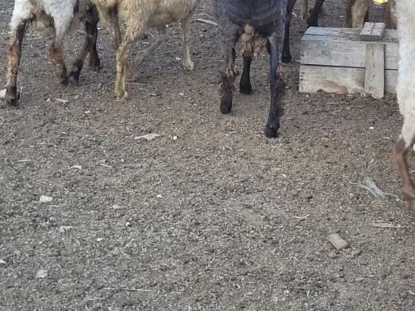 Ram, Sheep