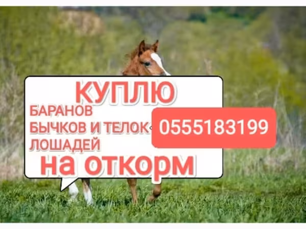 Horse (M), Horses — Kyrgyzstan