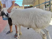 كبش, الأغنام — الصورة 1