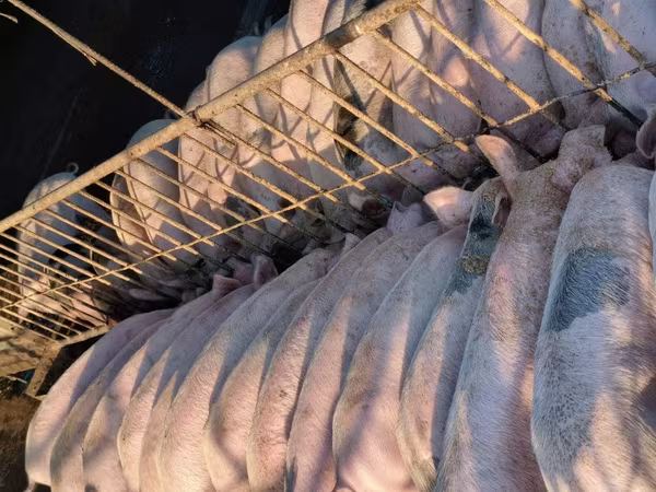 Кабан, Чочколор — Өзбекстан