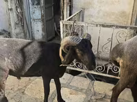 母羊, Sheep — 照片 3