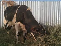 Bulle, Holstein-Rasse — Foto 5