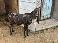 Cabra, Kamori goats — foto 6