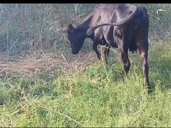 母牛, Cattle — 乌兹别克斯坦