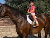 Stute, Quarter Horse — Foto 7