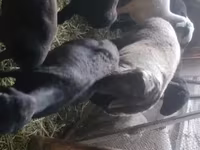 Carnero, Rhon sheep — foto 3